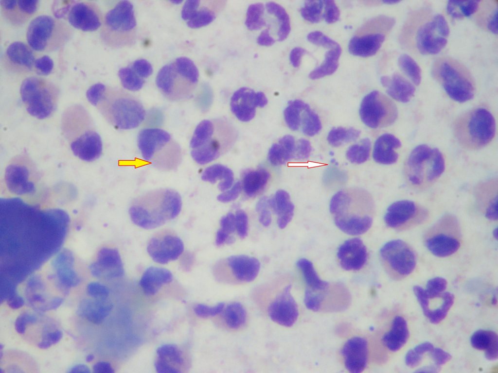 Cas clinqiue Complexe granulome éosinophilique félin traitement par la ciclosporine Dr