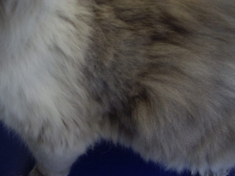 Cas clinqiue Complexe granulome éosinophilique félin traitement par la ciclosporine Dr