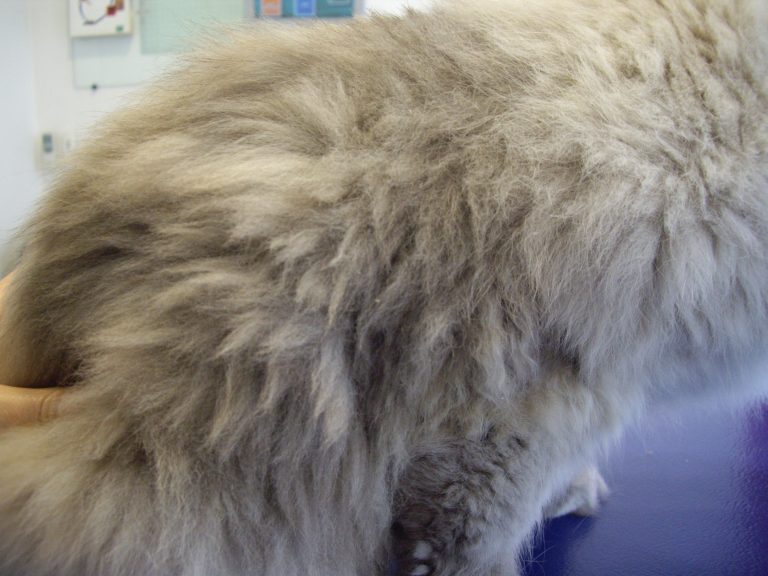 Cas clinqiue Complexe granulome éosinophilique félin traitement par la ciclosporine Dr