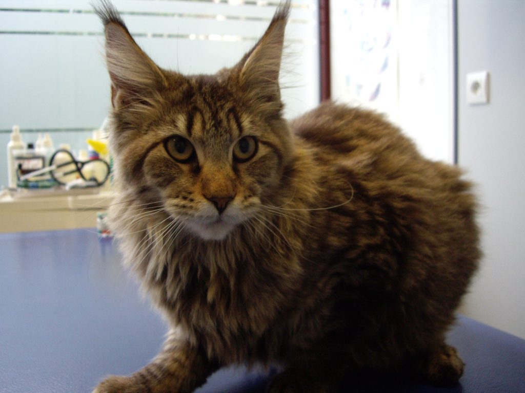 Cliniques Vétérinaire du Bailliage et de la Lys - Examen à la lampe de Wood,  permettant de diagnostiquer une Teigne chez un jeune chat . Vous pouvez  remarquer les poils fluorescents. Toutefois